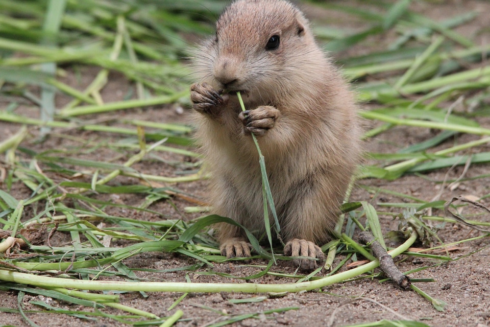 Gophers rodent sweet