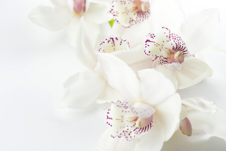White Blossoms photo