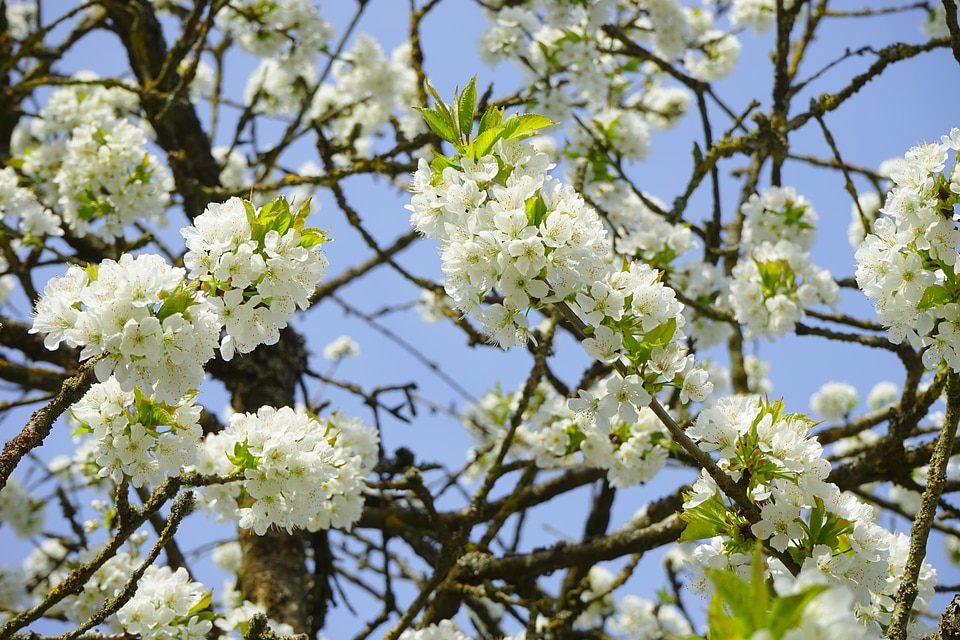 Flowers tree flowering twig