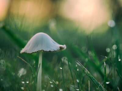 Mushroom Grass photo