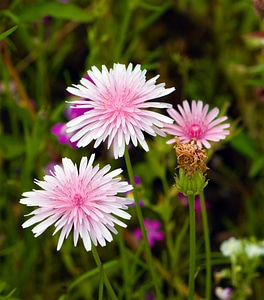 Pink flowers floral nature