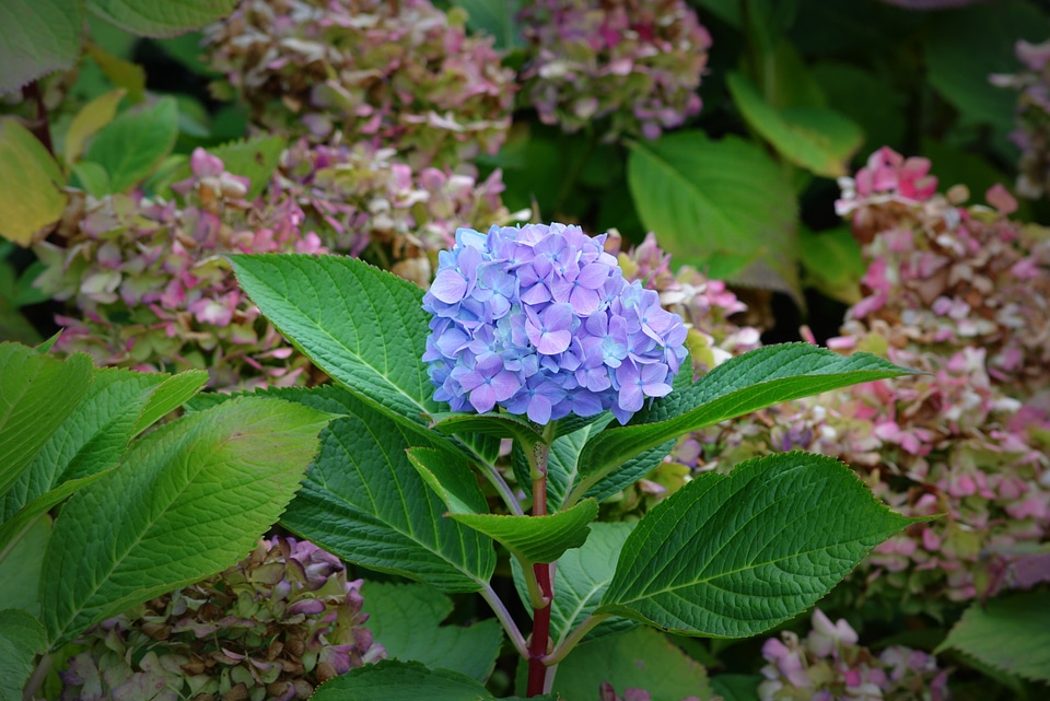Hydrangea flower nature