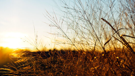 Grass Leaves photo