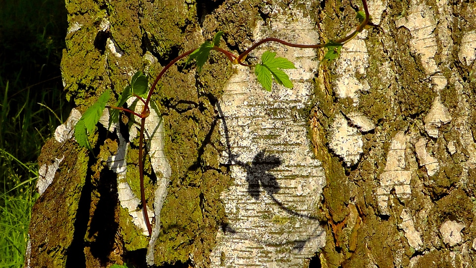 Tree birch leaf photo