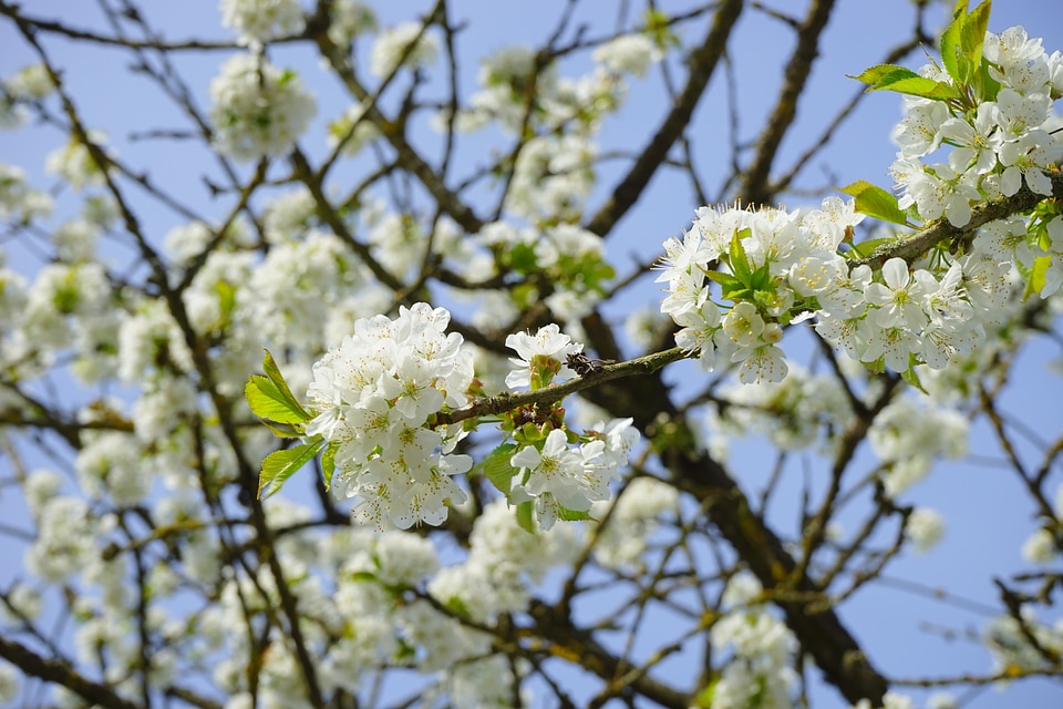 Flowers tree flowering twig