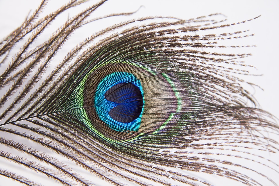 Bird feather eye colorful