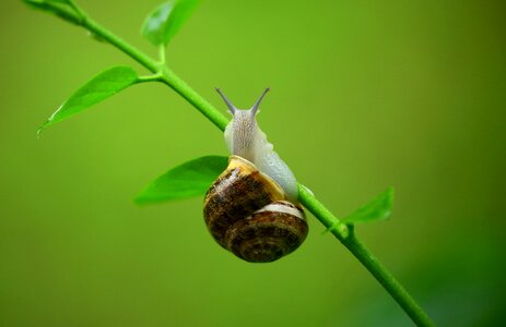 Snail Garden photo