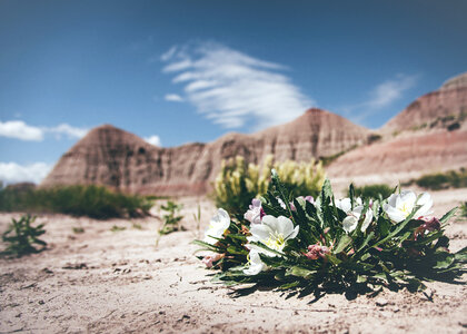 Flower Desert