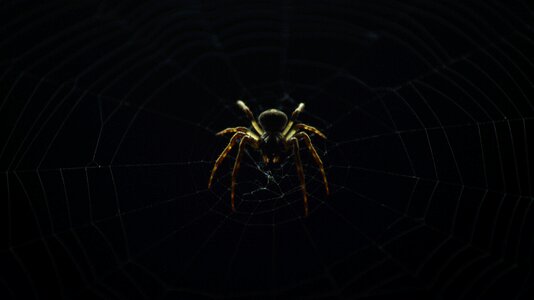 Spider Insect photo