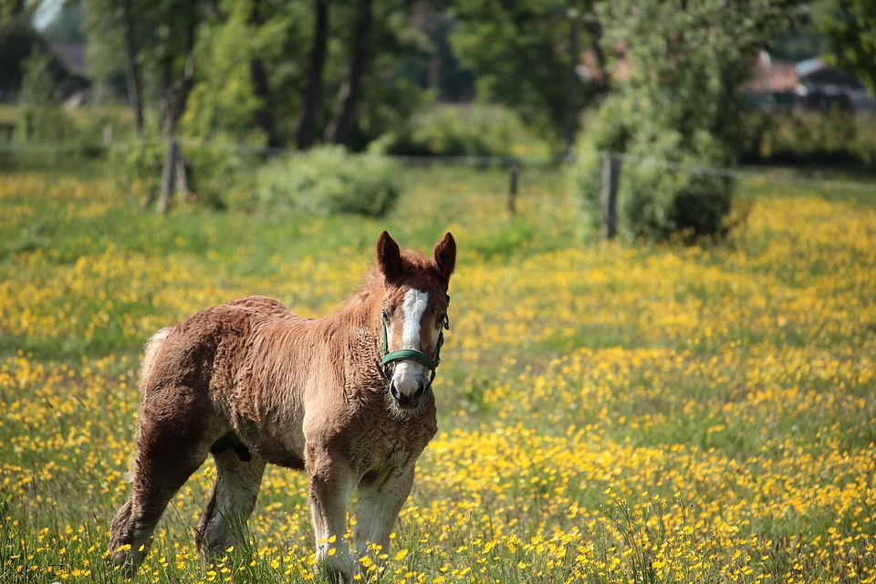 Nature pasture draft foal
