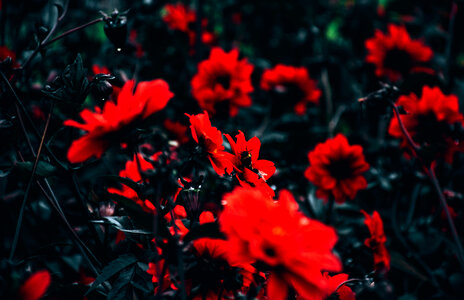 Flower Red photo
