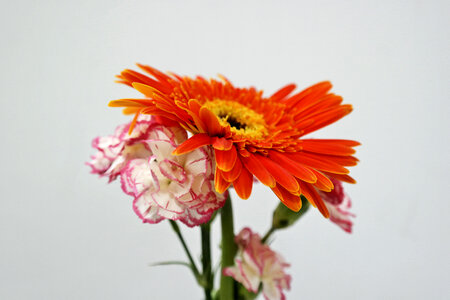 Flower Bloom