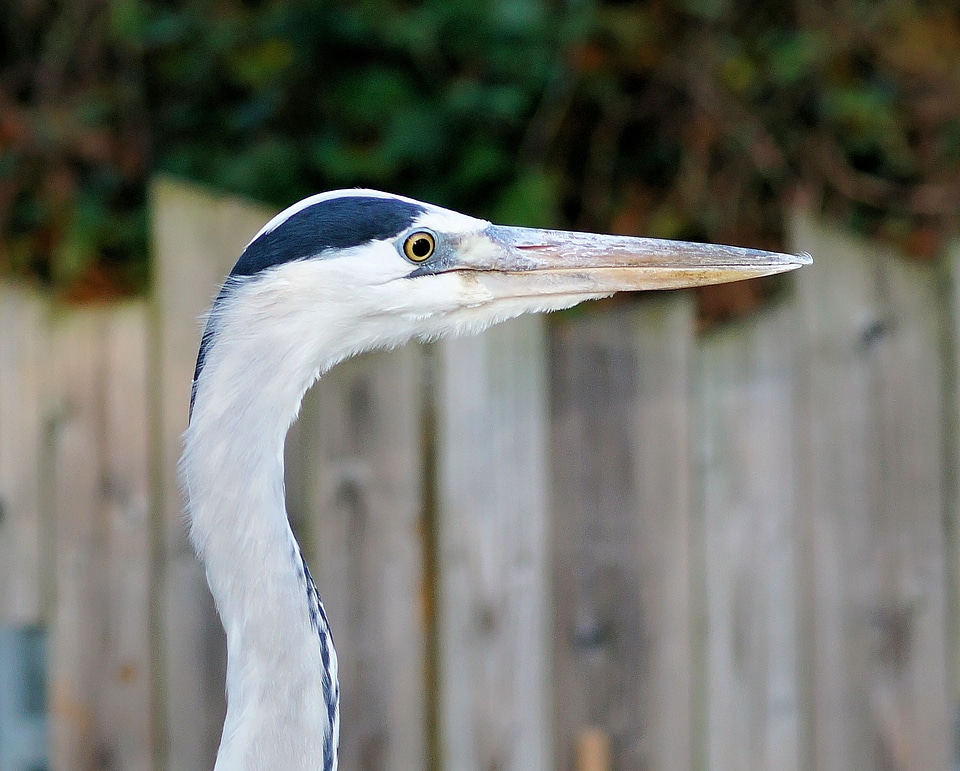 Head bird eastern photo