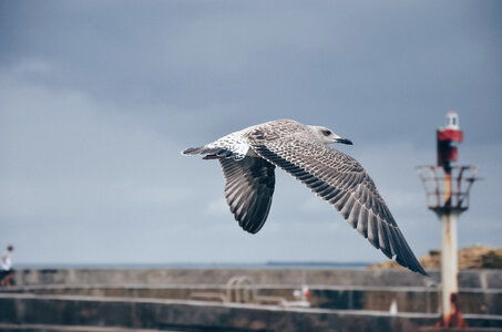 Bird Animal photo