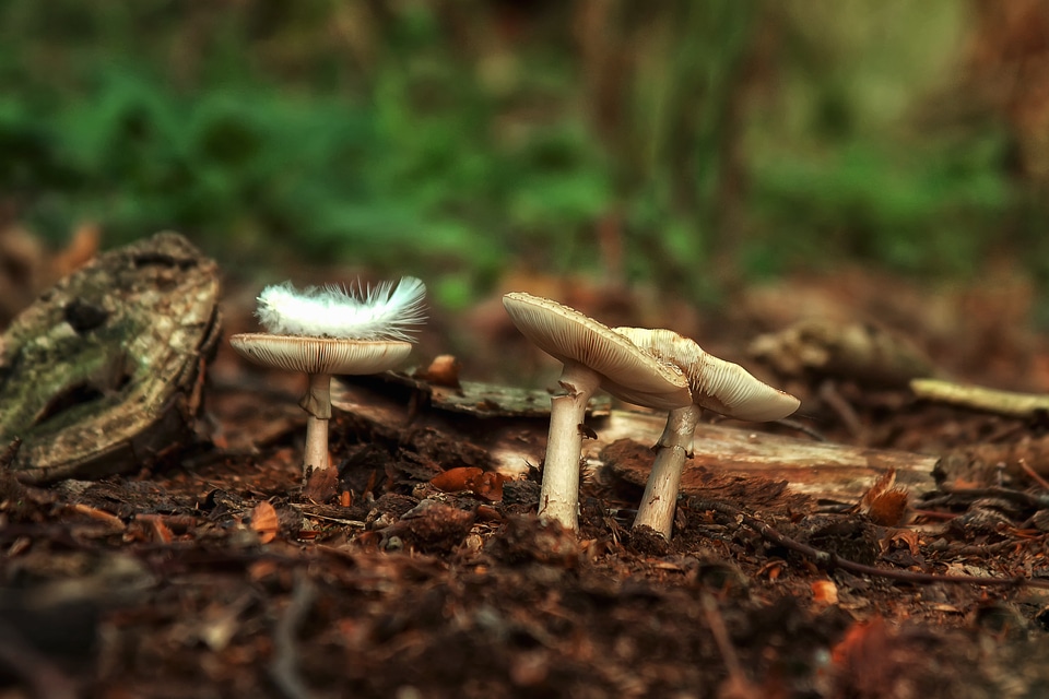 Nature autumn toxic