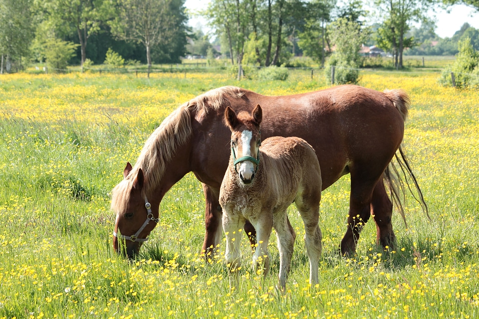 Halter horses mare