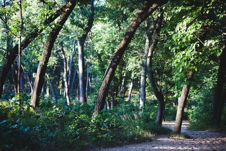 Green Trees