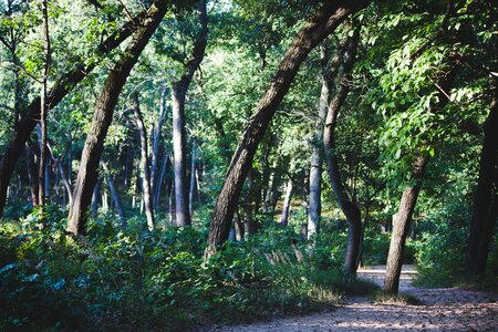 Green Trees photo