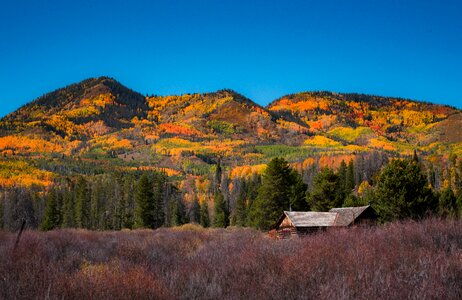 Mountain Forest photo