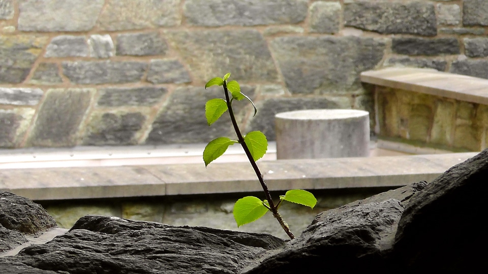 Grow plant sprout