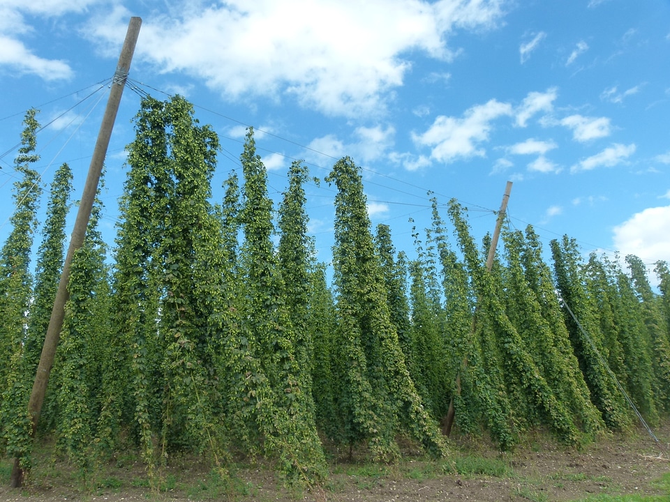Hops fruits cultivation bavaria