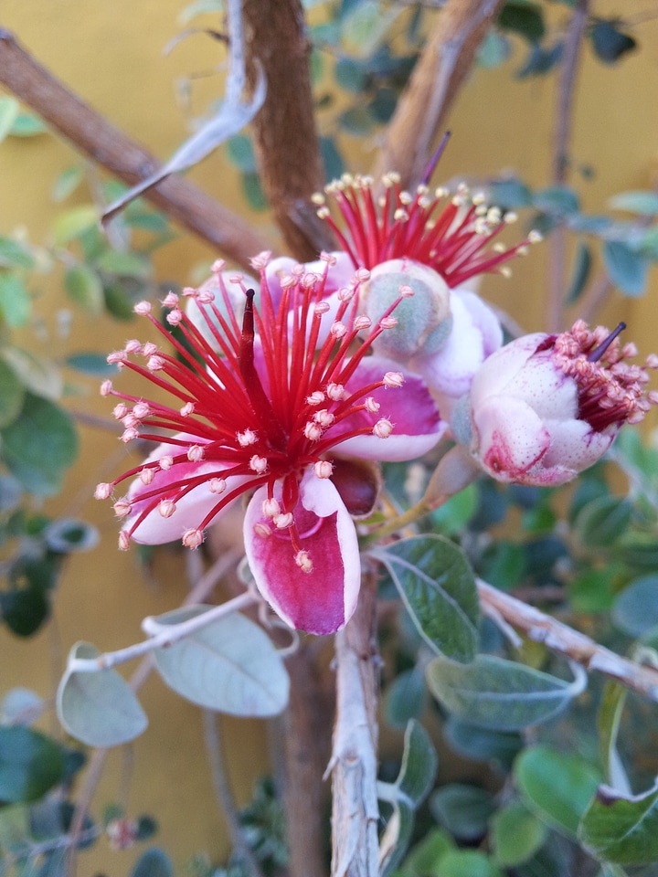 Flowers fig tree brazilian