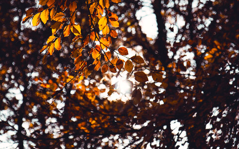 Tree Leaves photo