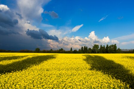 Yellow Flowers photo