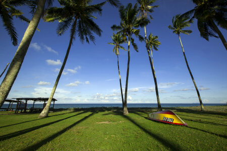 Coconut Tree photo