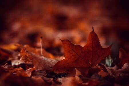 Leaves Fall