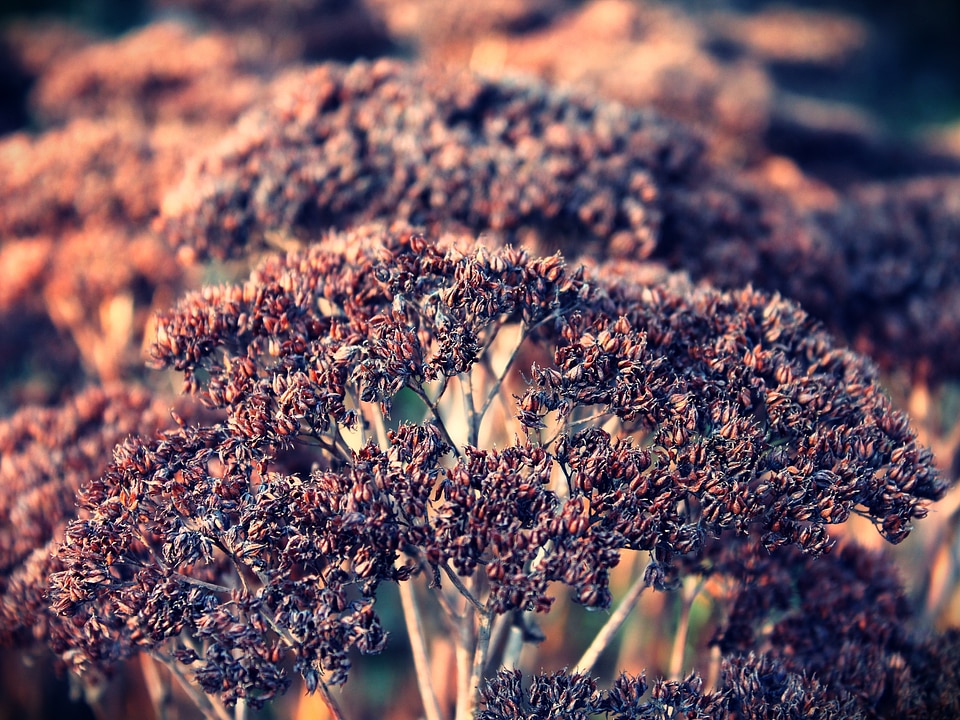 Winter landscape botany