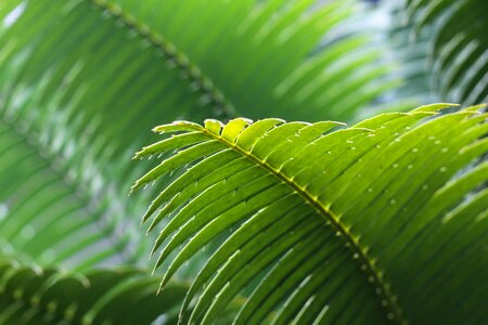 Green Leaves