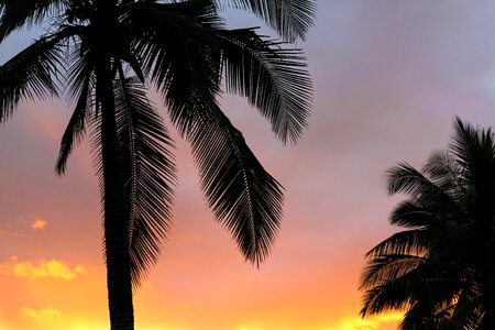 Coconut Tree photo
