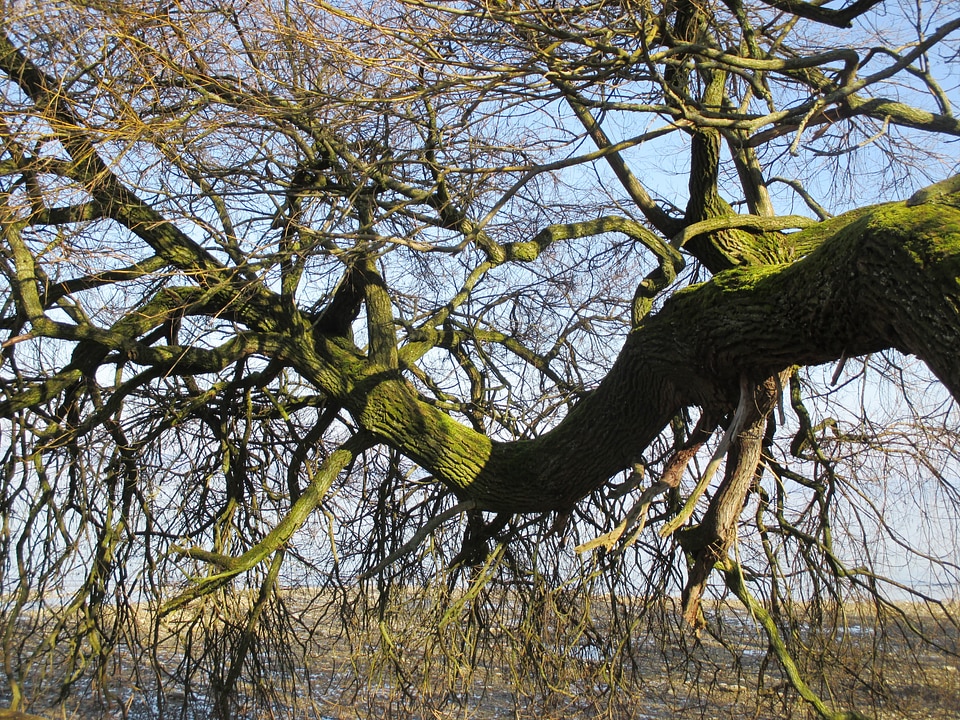 Branches bark log