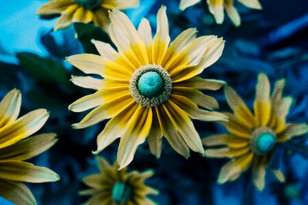 Flower Petal photo