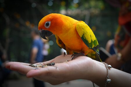 Hand Bracelet photo