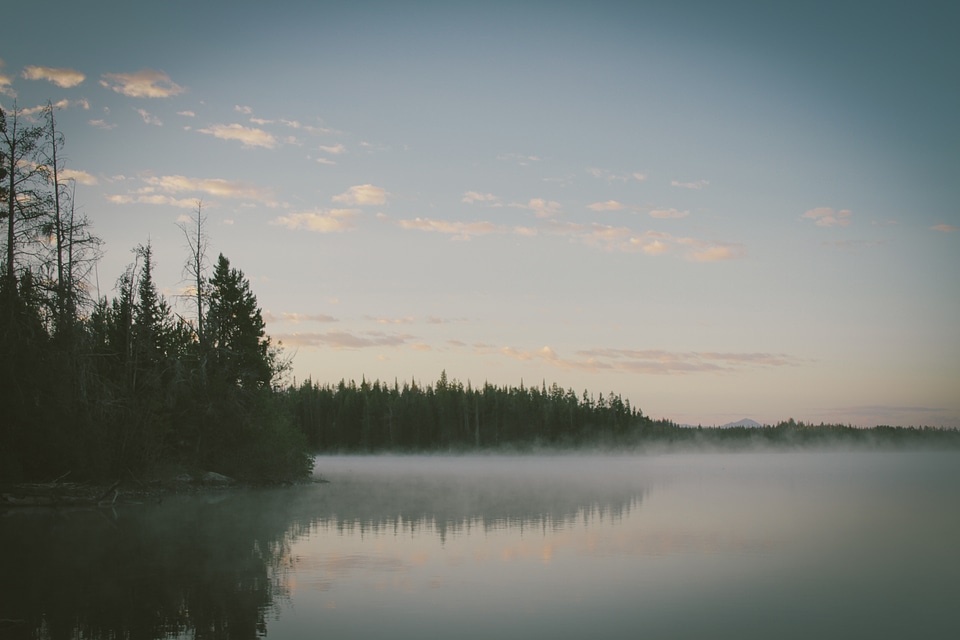 Forest morning nature photo