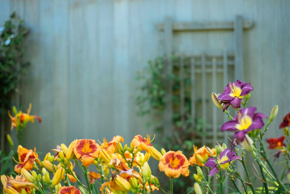Colorful Flower