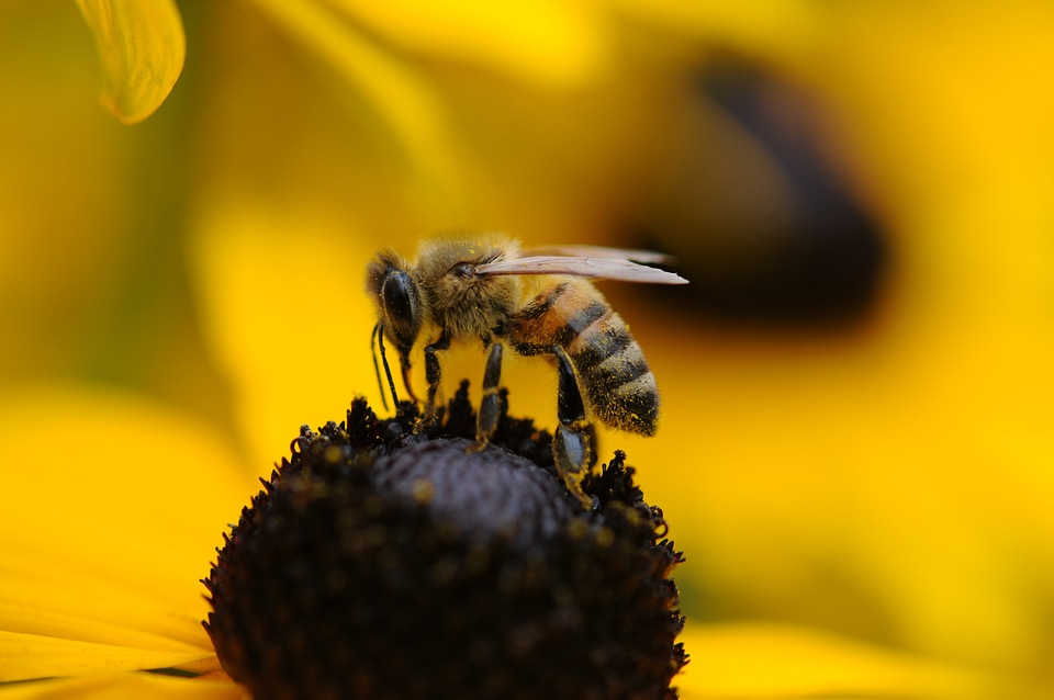 Flower yellow hornet