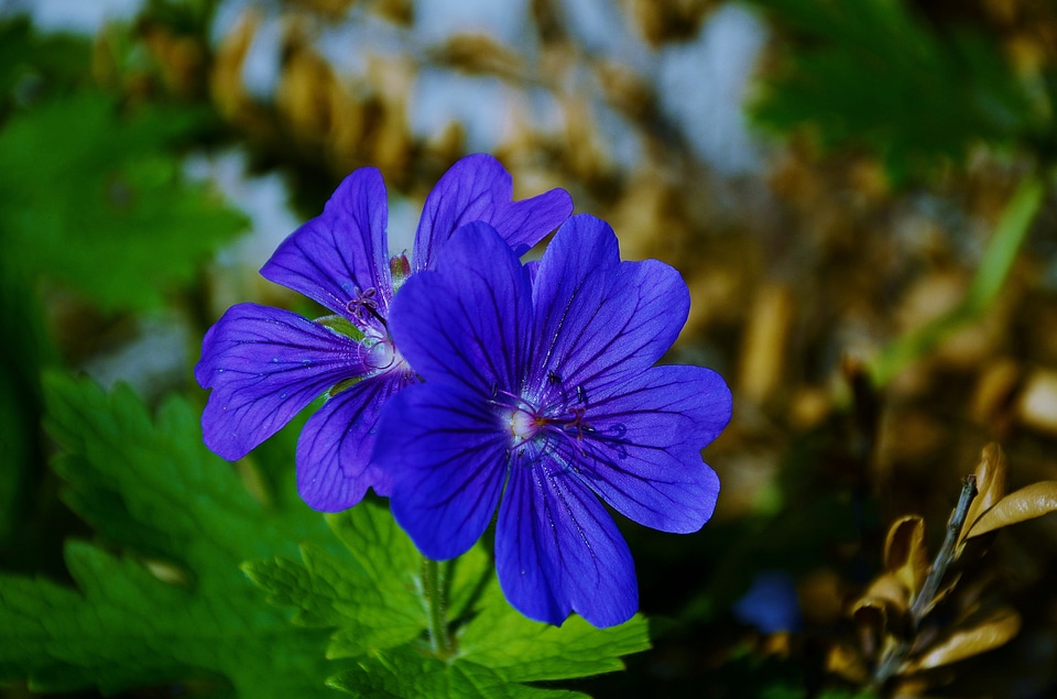 Small plant campanula