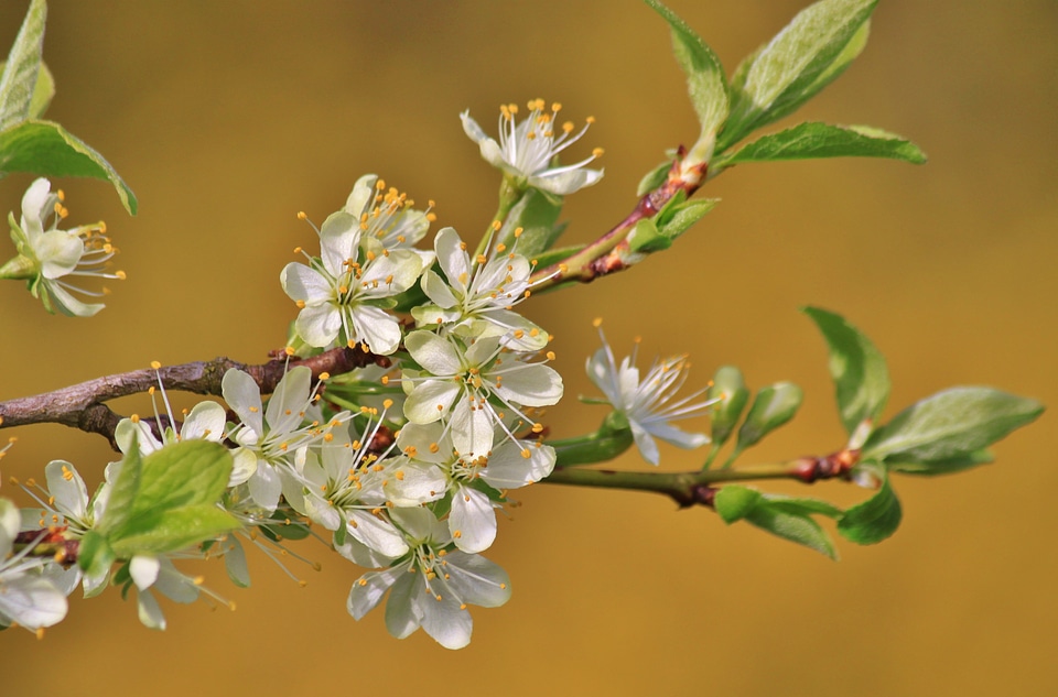 Plum tree plum tree flowers spring