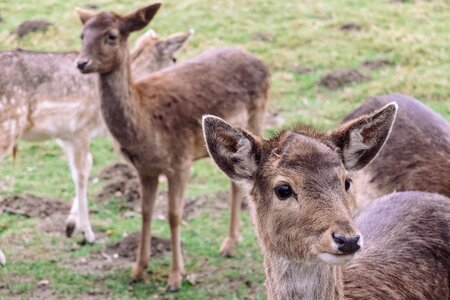 Deer Wildlife photo