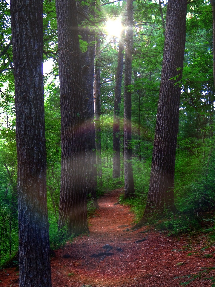 Ghost pine trees way