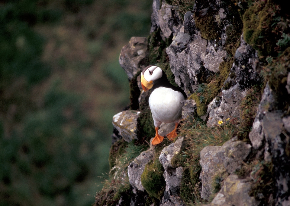 Seabird wildlife beak