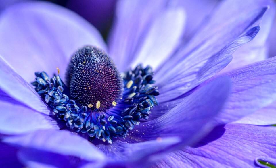 Purple Petal photo