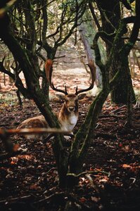 Deer Animal photo