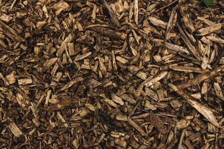 Wood Firewood
