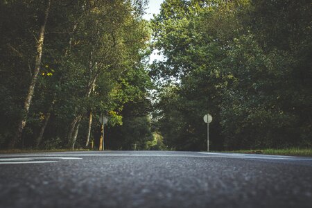 Road Trees photo