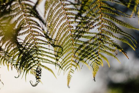 Green Plant photo