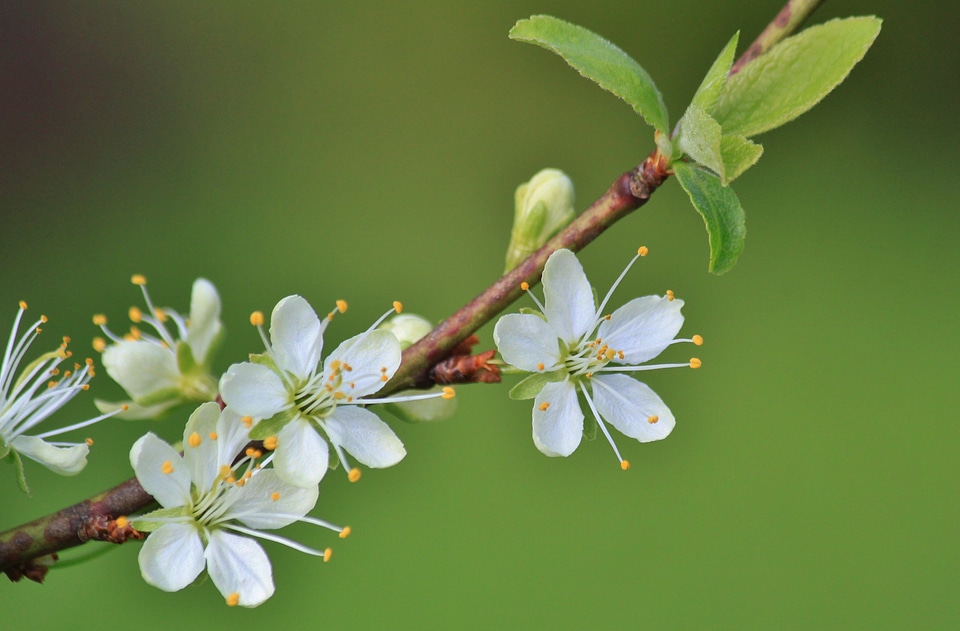 Plum tree plum tree flowers spring
